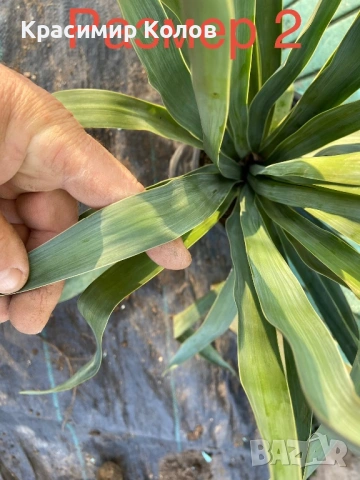 Юка рекурвифолиа, Yucca recurvifolia, декоративни растения, сухоустойчиви, студоустойчиви, снимка 8 - Градински цветя и растения - 53860160