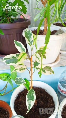 Трилистник, Индрише, Бегония, Бенджамин, Епипремнум, Билбергия , снимка 10 - Стайни растения - 52017877