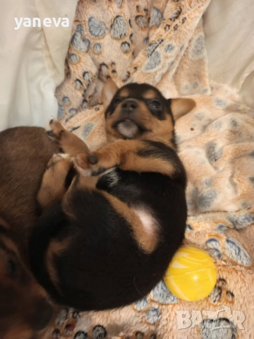 Подаряват се малки сладки кученца , снимка 3 - Други - 53916987