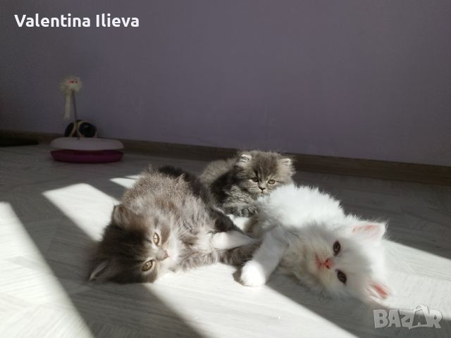 Персийски котета , снимка 1 - Персийска - 46124850