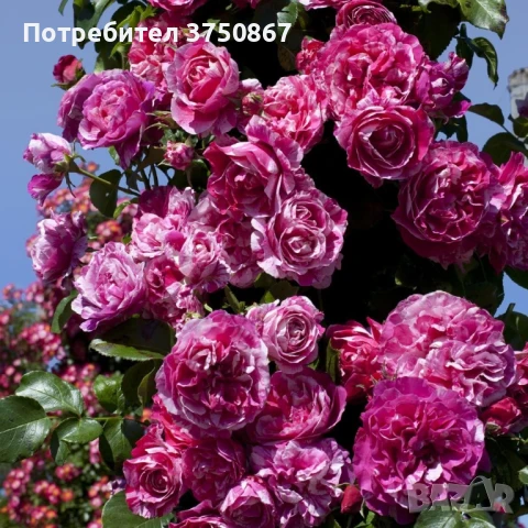 🌹 РОЗА 🌹INES SASTRE® Meiteratol, снимка 2 - Градински цветя и растения - 51189304