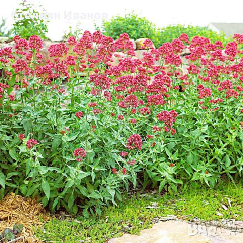 Червен валериан, червен центрантус (Centranthus ruber), снимка 2 - Градински цветя и растения - 45931350