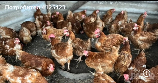 Имам излишни носачки за яйца  Предлагам и доставка до адрес 