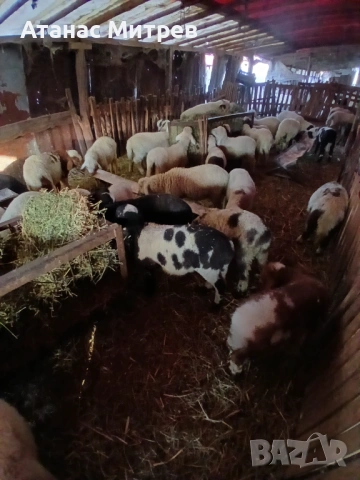 Свободни агнета., снимка 4 - Овце - 53515278