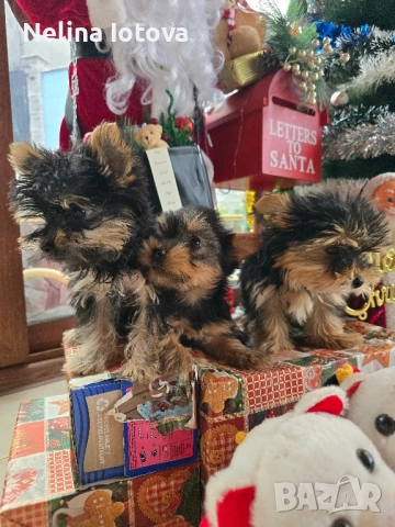 мини йоркширски териер, снимка 4 - Йоркширски териер - 52857178