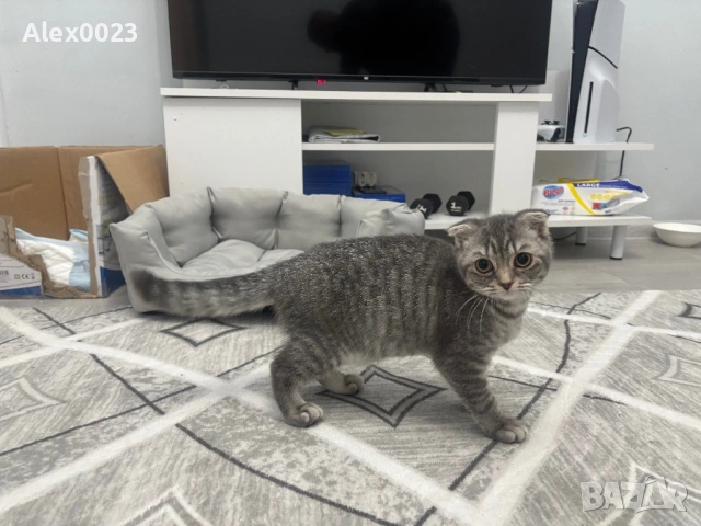 Мъжко британче , снимка 2 - Британска късокосместа - 54196439