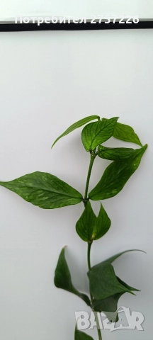 Hoya polyneura, снимка 3 - Стайни растения - 52988000