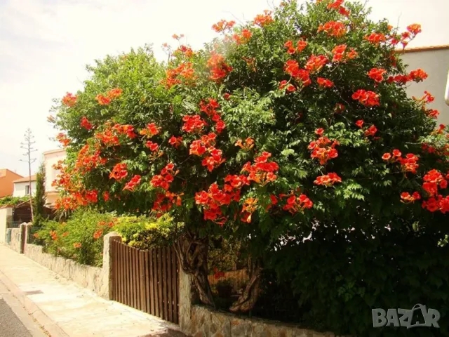 Кампсис, тромпетна лоза (Trumpet vine, Campsis radicans), снимка 9 - Разсади - 47008267