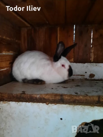 Продавам Калефорнийски  зайци , снимка 2 - Други животни - 51008762