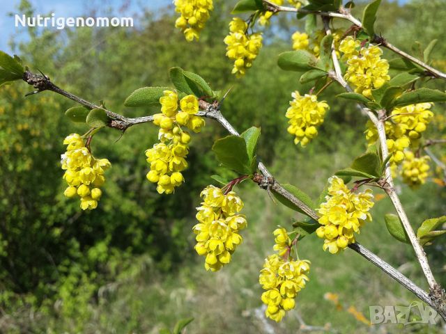 Berberis vulgaris, кисел трън, растения , снимка 6 - Градински цветя и растения - 45195204