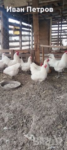 Продавам пилета бял австралорп, снимка 2 - други­ - 45082327