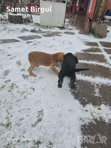 Кученца, снимка 5 - Кокер шпаньол - 52924891