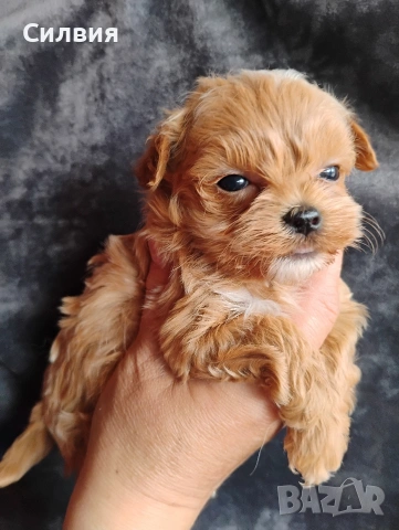 предлагам малтипу момчета