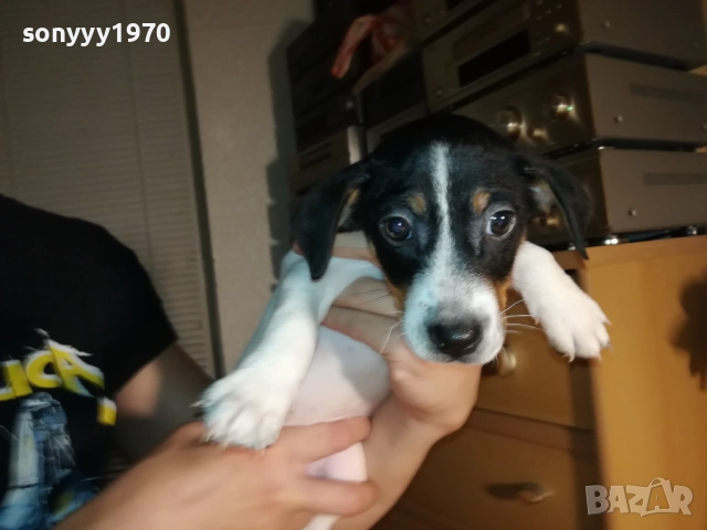 КУЧЕНЦЕ ДЖАК РЪСЕЛ 250ЛВ С ВАКСИНА И ПАСПОРТ 2310251706