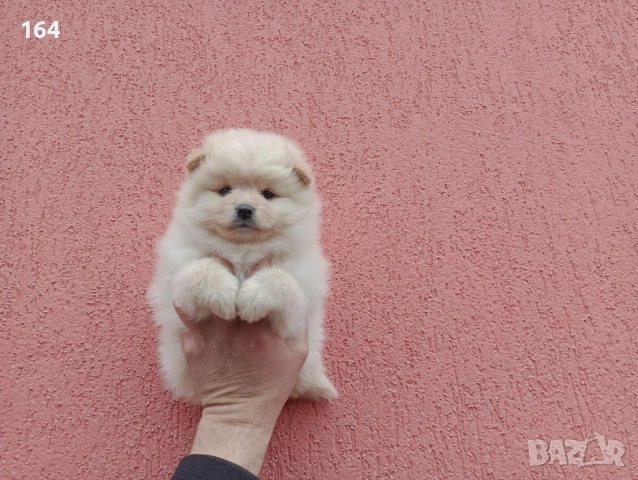 Бели и кремави Шпицлета. , снимка 6 - Померан - 53906860