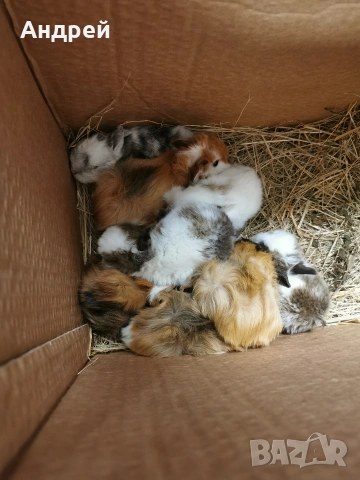 Мини декоративни зайчета отново налични, снимка 7 - Декоративни зайчета - 53857817