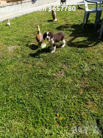 ШПРИНГЕР шпано