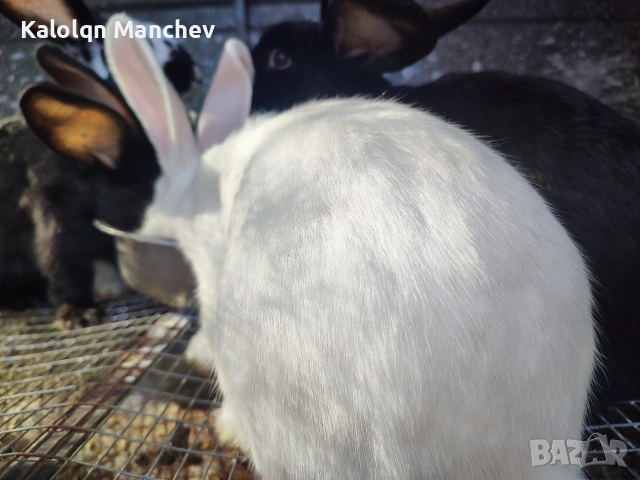 зайци на 5.6месеца мъжки и женски цена от 25 до 30 💶, снимка 6 - Други животни - 53956435