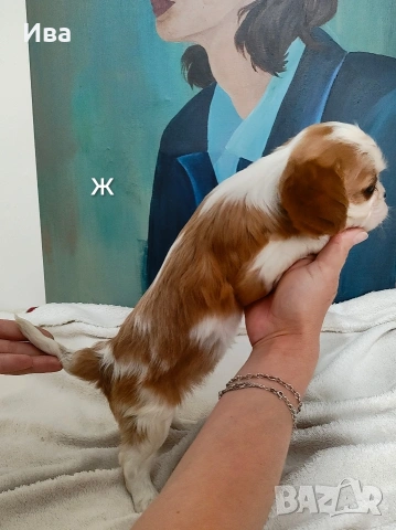 кавалер кинг чарлз шпаньол, снимка 17 - Кавалер кинг чарлз шпаньол - 52039746