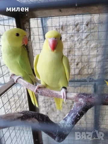 Ръчно хранени самостоятелни малък александър.Разград, снимка 1