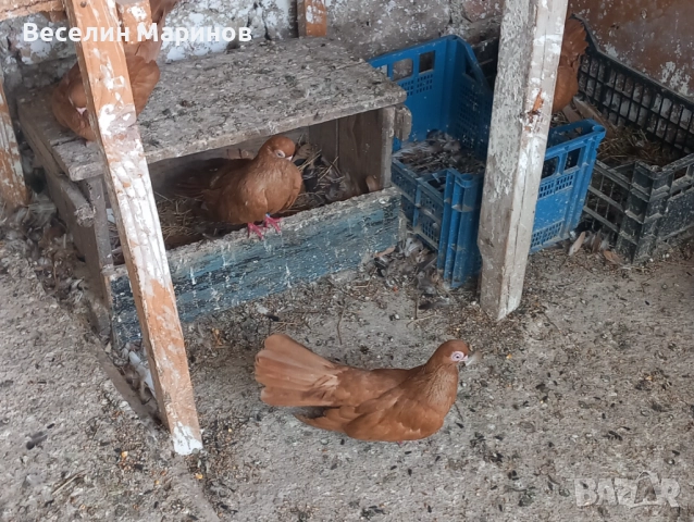 продавам  варненски  жьлти  6уменски2 модела  по6и спортни и стандарти и американци