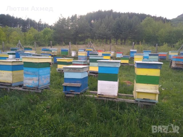 Пчелни семейства и роеве