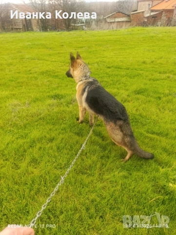 Продавам немец на 1 година , снимка 2 - Немска овчарка - 53511209