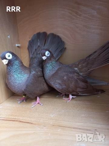 Варненски Гълъби, снимка 2 - Гълъби - 52517436