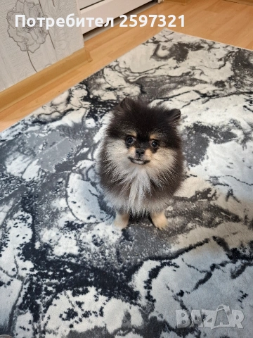 ПОМЕРАН , снимка 2 - Померан - 53181573