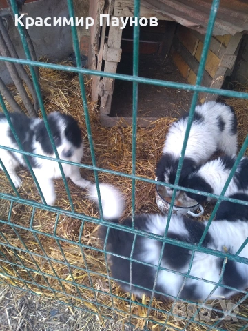 Малки  каракачанки . 4 месеца ., снимка 9 - Каракачанска овчарка - 53821136