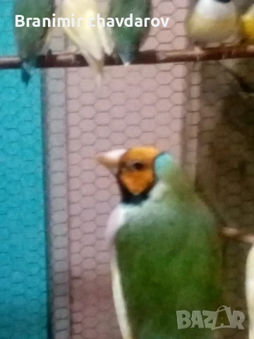 продавам амадини 