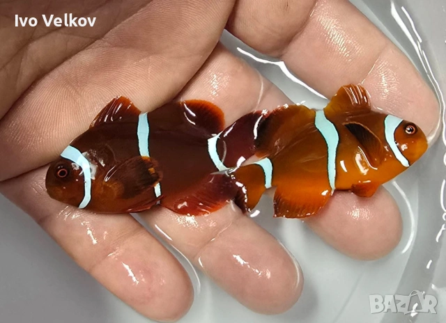 Maroon Clownfish!(чифт)!