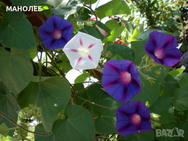 ИПОМЕЯ - 6 ЦВЯТА, снимка 4 - Градински цветя и растения - 52059525