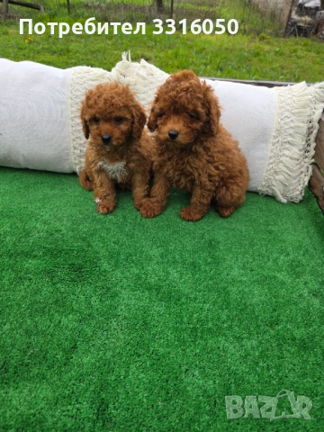 Мини пудел, снимка 6 - Пудели - 54091459