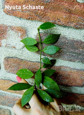 Hoya cv.Elle , снимка 2 - Стайни растения - 52641897