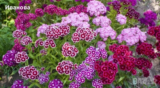 Топ карамфил