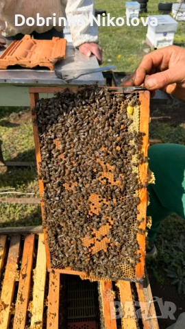 Пчелни семейсва и записване за отводки даданблат, снимка 5 - За пчели - 54102290