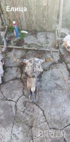 Кукерски маски конски опашки на бич черепи, снимка 14 - Антикварни и старинни предмети - 53122095