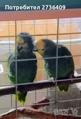 Двойка амазони 