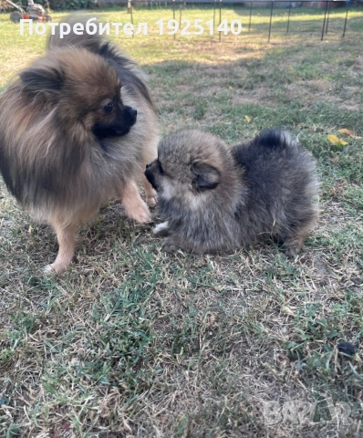 продавам мъжки померанй , снимка 6 - Померан - 54231729