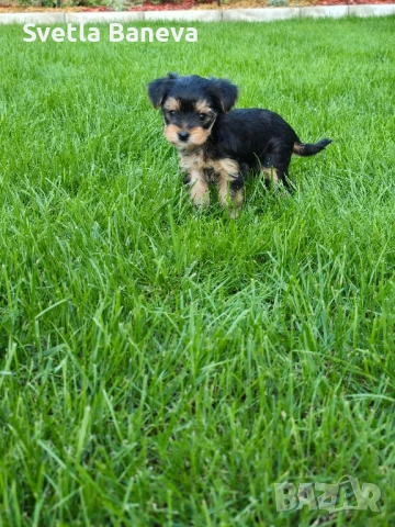 мини йоркширски териер, снимка 4 - Йоркширски териер - 51799710