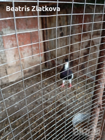 продавам гълъби, снимка 3 - Гълъби - 53936269