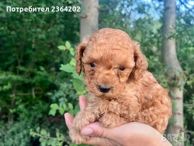 Мини пудел, снимка 1