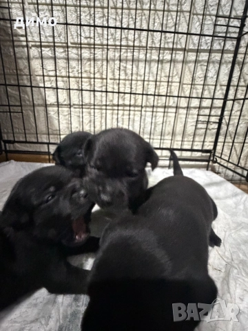 Английски стафордширски бултериер, снимка 8 - Други - 52136623