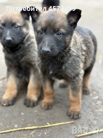 Белгийски овчарки Малиноа, снимка 2 - Белгийска овчарка - 53582487