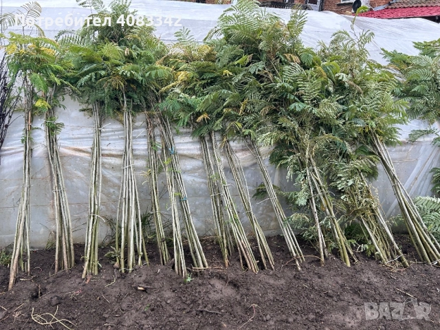 Албиция , снимка 6 - Градински цветя и растения - 52350550