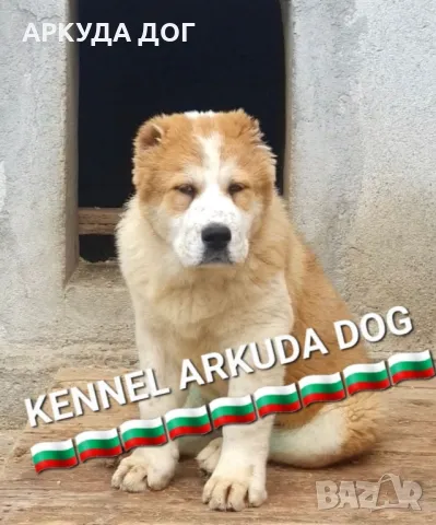 Средноазиатска овчарка, снимка 1