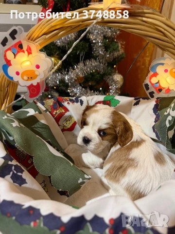 Малки кученца порода Кавалер Кинг Чарлз Шпаньол , снимка 11 - Кавалер кинг чарлз шпаньол - 53019640