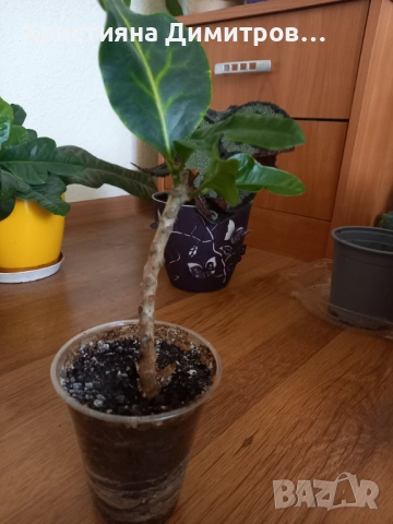 Кротон, снимка 2 - Стайни растения - 54180402