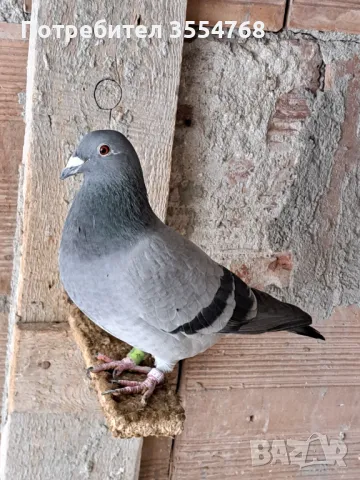Спортни гълъби , снимка 11 - Гълъби - 49739422